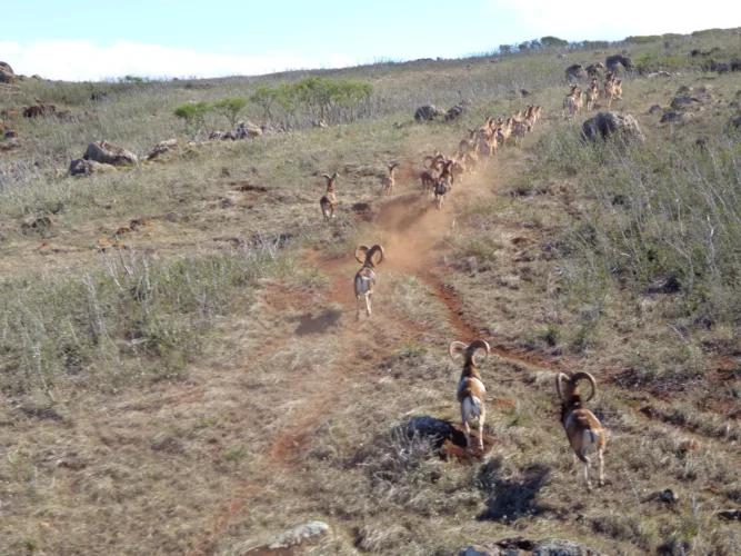 Lanai hunters urged to bring supplies amid harbor disruption